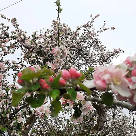 8 Apartment Ochsenhausen